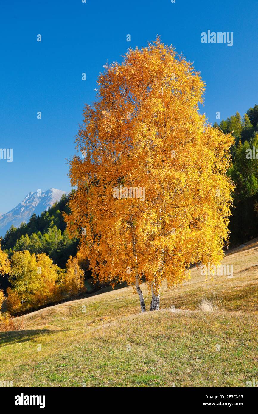 Geographie / Reisen, Schweiz, Birke im Unterengadin, Additional-Rights-Clearance-Info-not-available Stockfoto