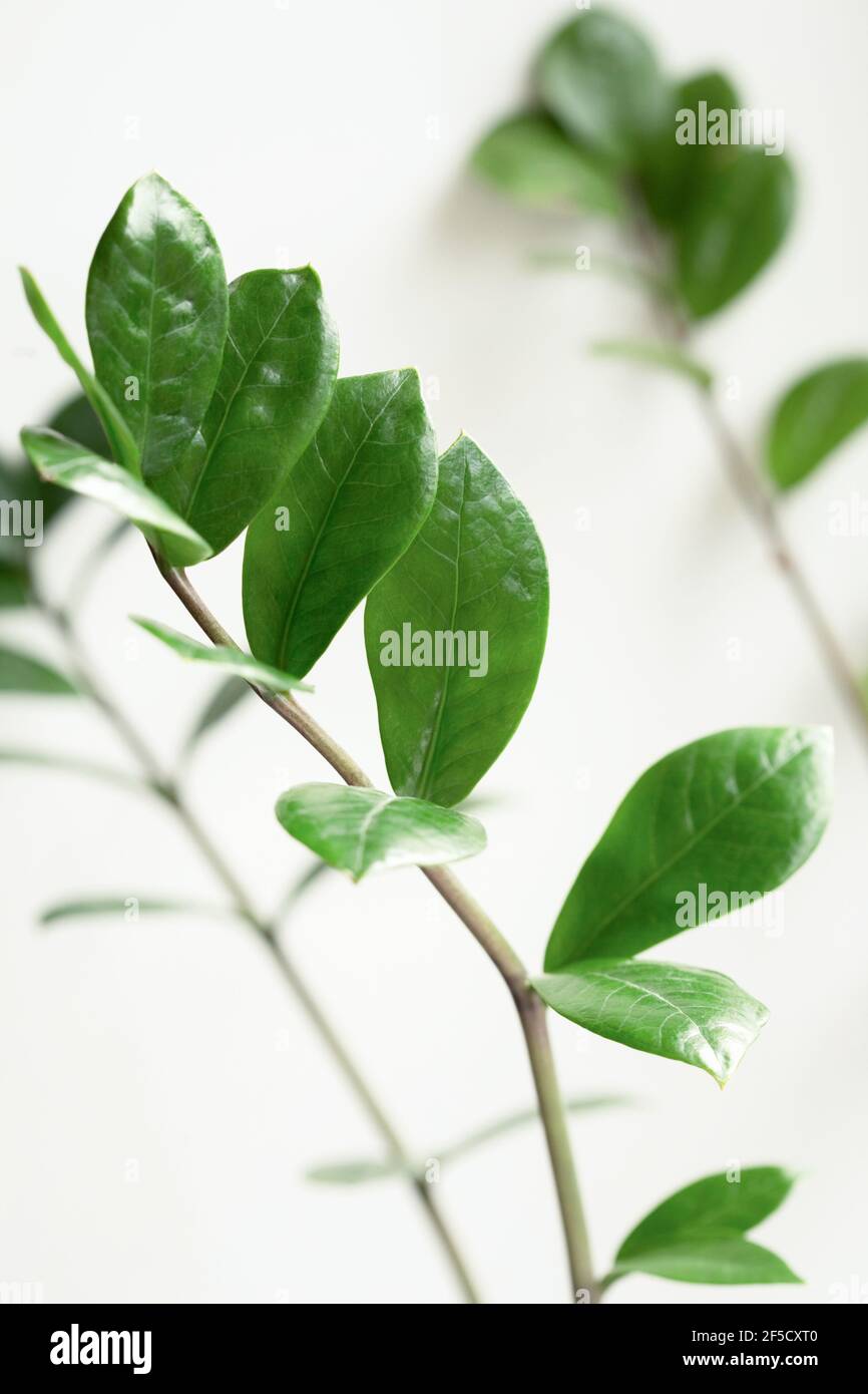 Zamioculcas Blätter auf weißem Untergrund. Selektiver Fokus. Stockfoto