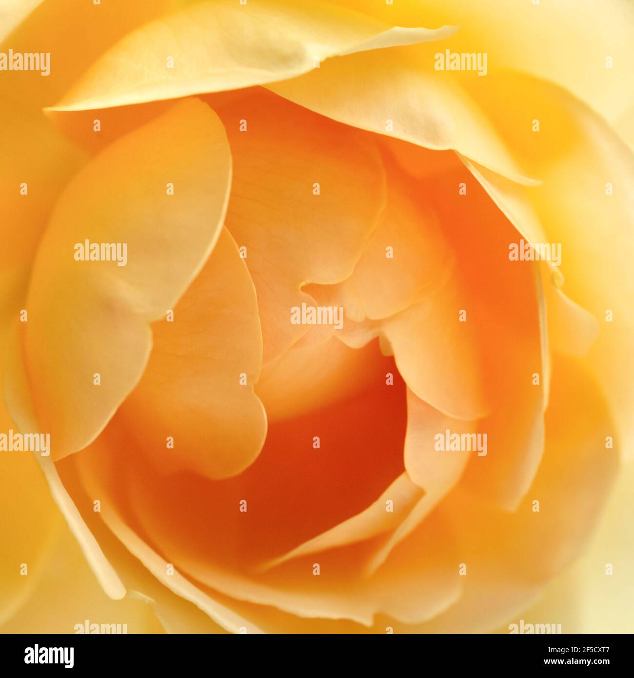 Makroansicht der blühenden gelben englischen Rose. Stockfoto