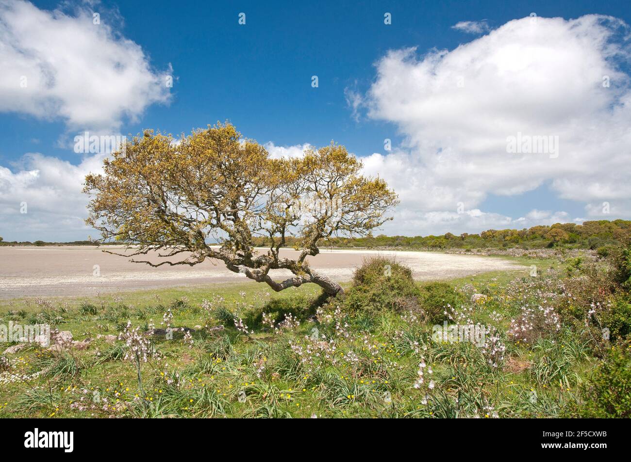 Cavallini della Giara, Wildpferde, Giara di Gesturi basaltischer Hochland, Marmilla, Provinz Medio Campidano, Sardinien, Italien Stockfoto