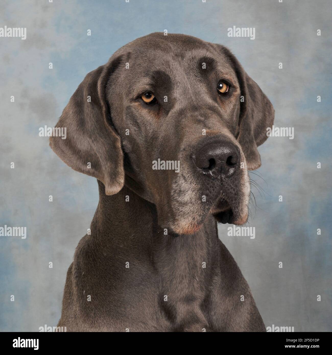 Blauer Dänenhund Stockfoto