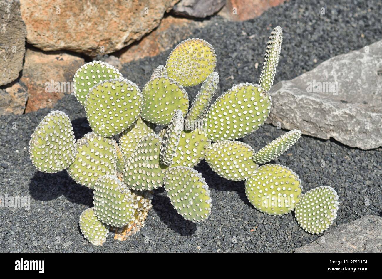 Stammt aus Mexiko. Anstelle von Stacheln hat er einige mm lange Cluster weißer oder gelber Glochiden. Sie sind Stachelhaar und dünner als menschliches Haar Stockfoto