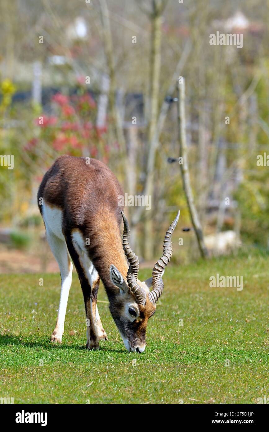 Männlicher Schwarzbock (Antilope cervicapra) auch bekannt als die indische Antilope, ist eine Antilope aus Indien und Nepal, grasen und von vorne gesehen Stockfoto