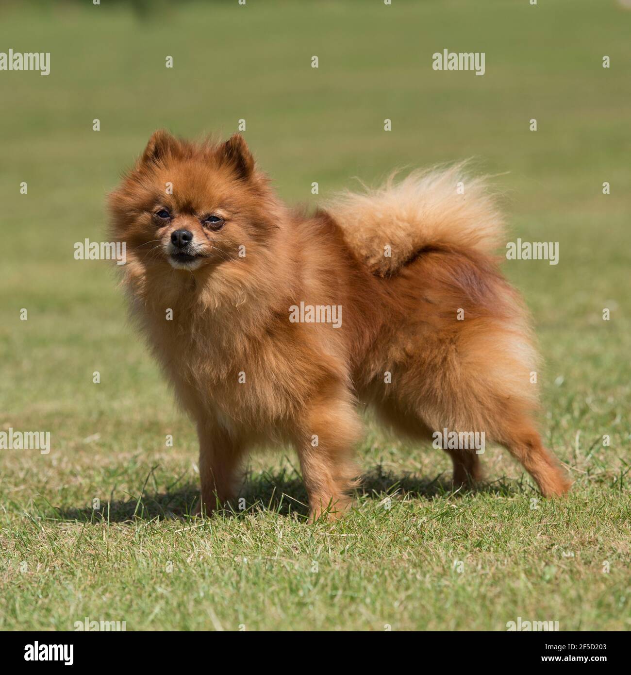 Pommerschen Hund Stockfoto