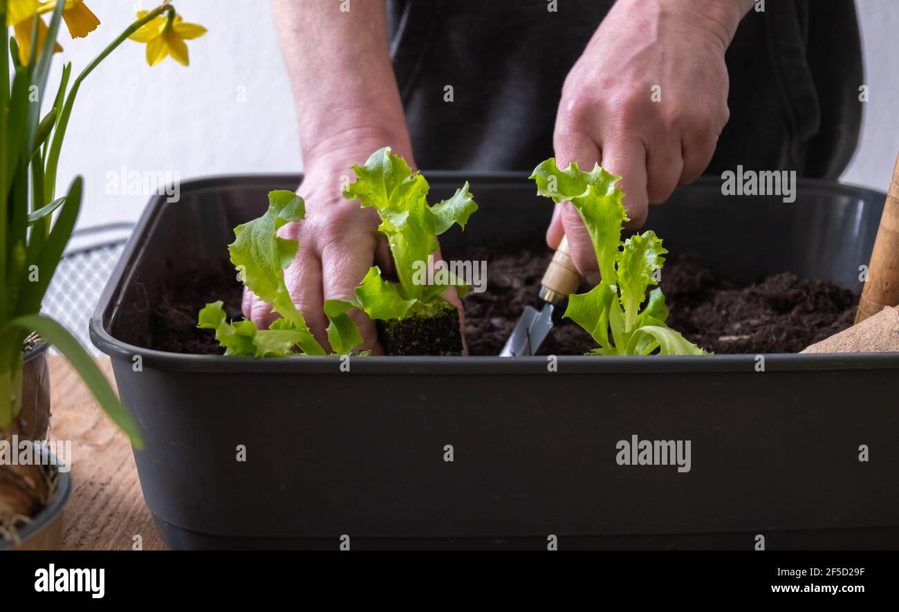 Gartenarbeit zu Hause. Ein Mann baut junge Salatpflanzen in einem Behälter an Stockfoto