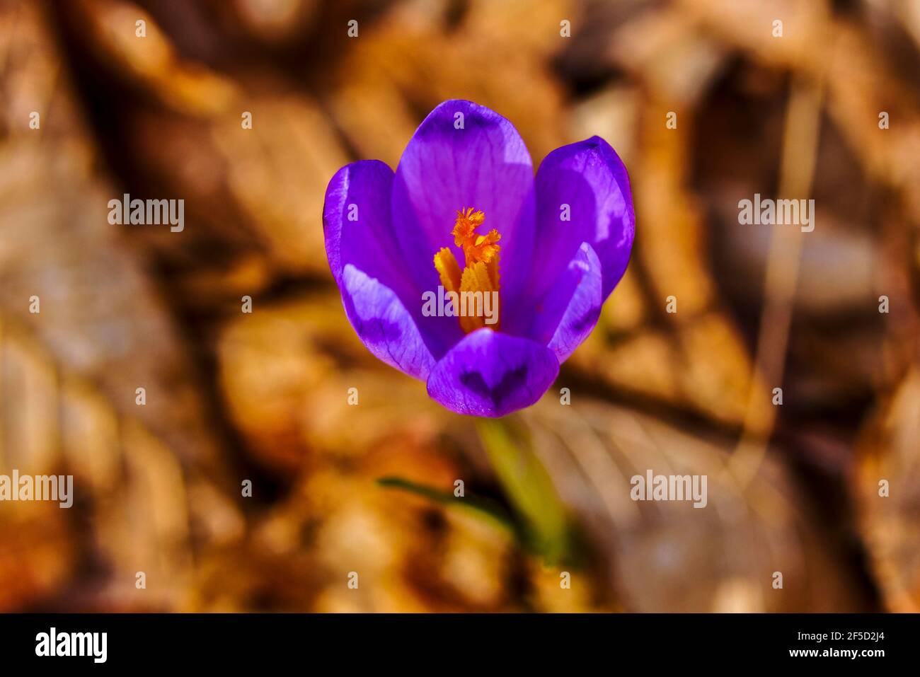 Crocus ist eine Gattung von Blütenpflanzen in der iris Familie bestehend aus 90 Arten von Stauden wachsen aus Knollen. Stockfoto