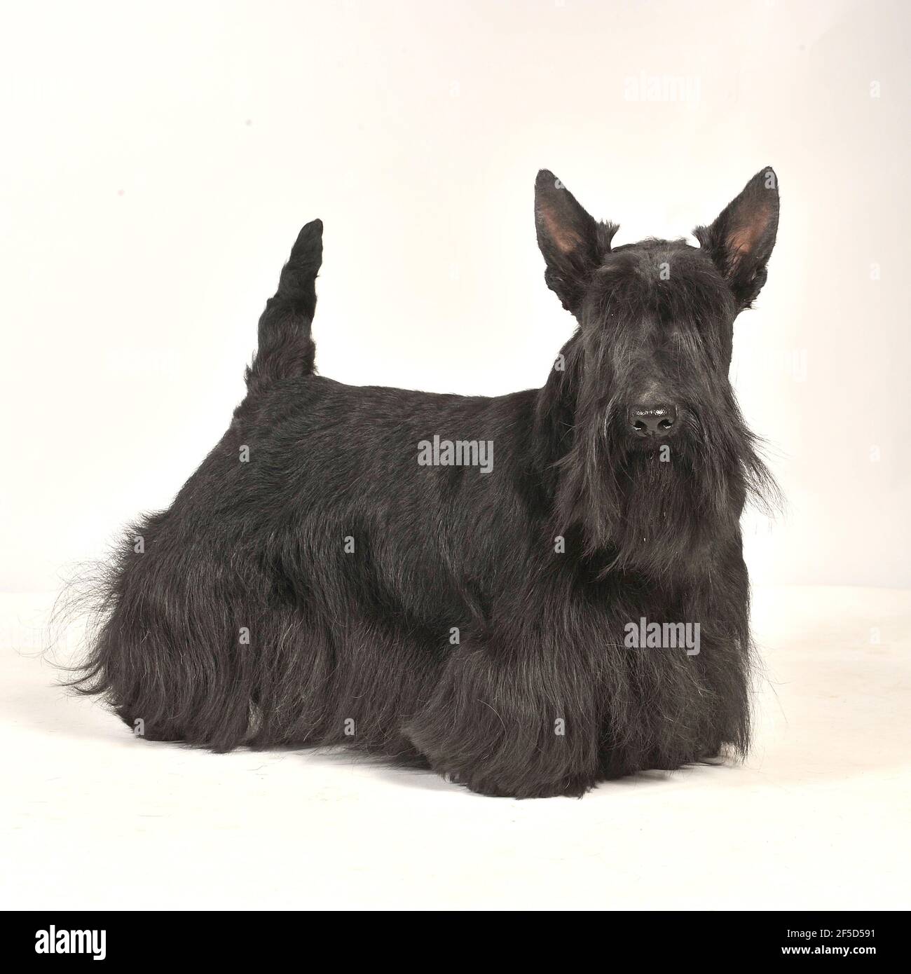 Scottish Terrier Stockfoto