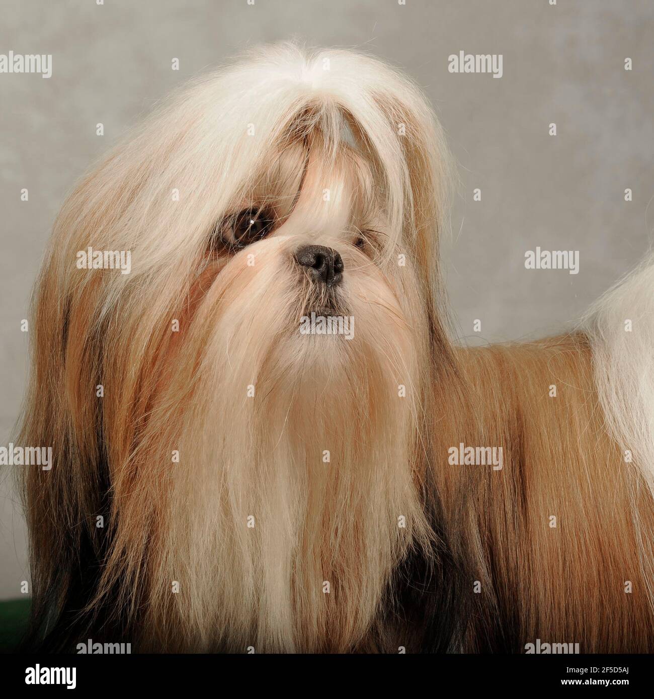 Shih tzu Stockfoto