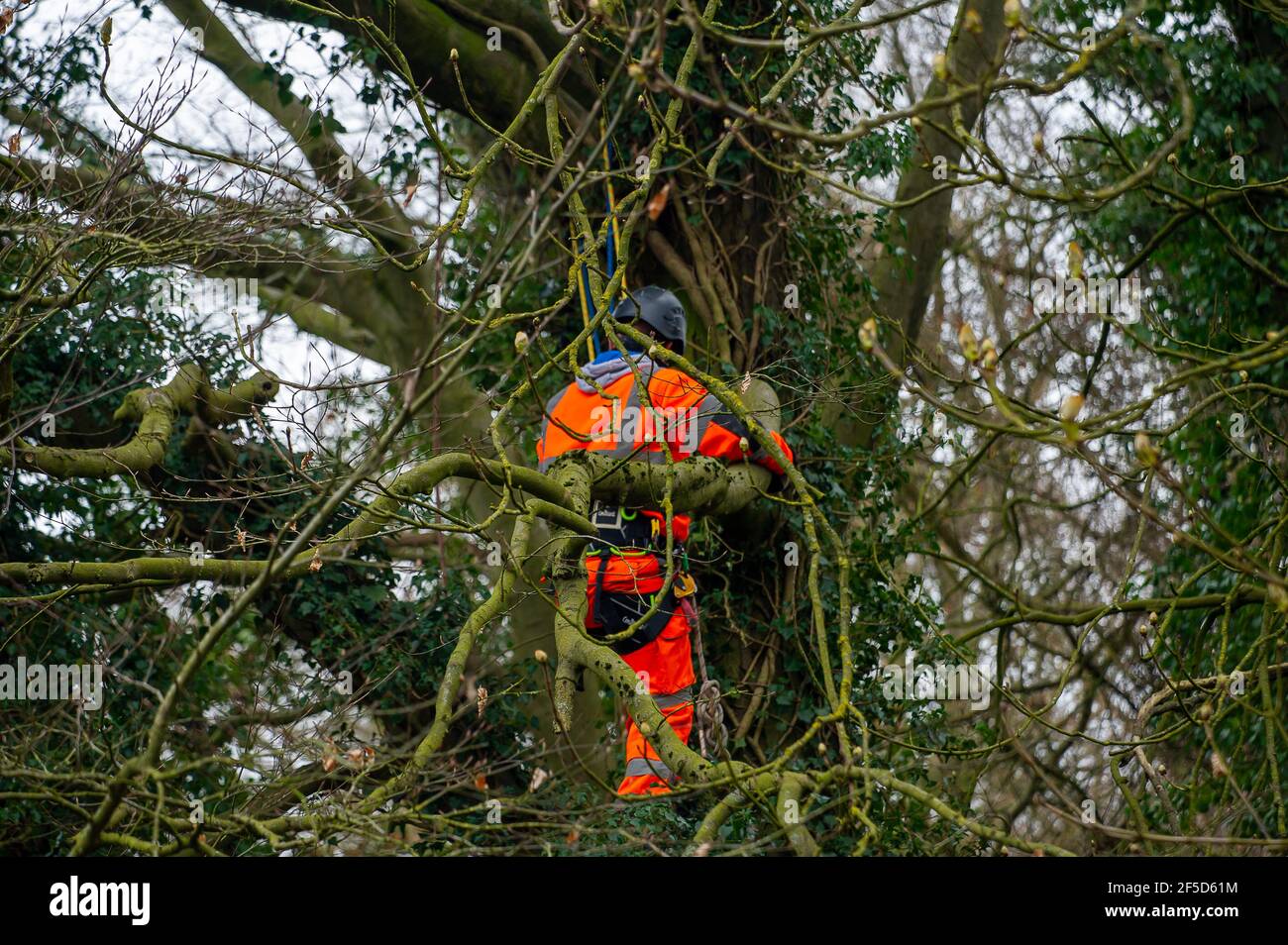 Aylesbury Vale, Buckinghamshire, Großbritannien. März 2021, 24th. HS2 haben Road Barn Farm übernommen und haben angefangen, Baum Fällen angeblich ohne Fledermauslizenz. Sie werden die landwirtschaftlichen Gebäude abreißen, von denen einige bekannt sind, Fledermäuse in ihnen zu haben. HS2 filmten Demonstranten, die das Stop HS2 Wendover Active Resistance WAR Camp eintrafen und verließen und auch eine Drohne benutzten. Die High Speed 2 Bahnverbindung von London nach Birmingham ist eine riesige Narbe über die Chilterns, die eine AONB ist. Quelle: Maureen McLean/Alamy Stockfoto