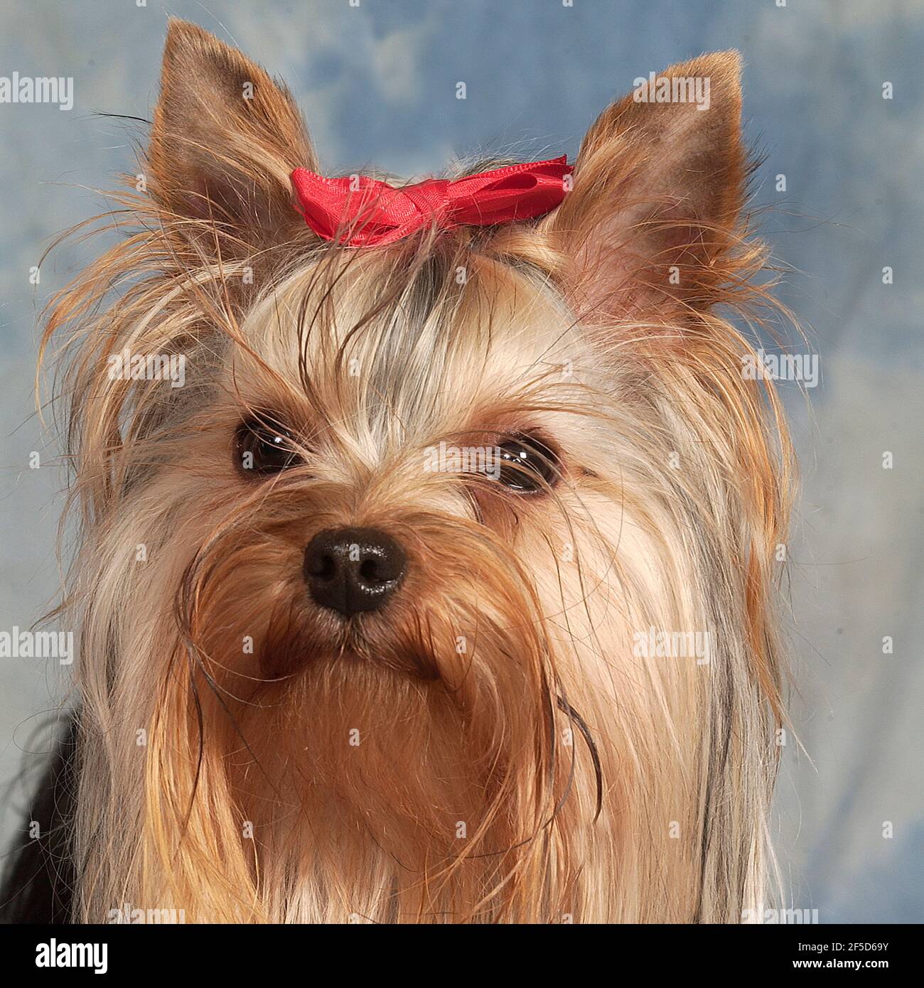 Yorkshire-terrier Stockfoto