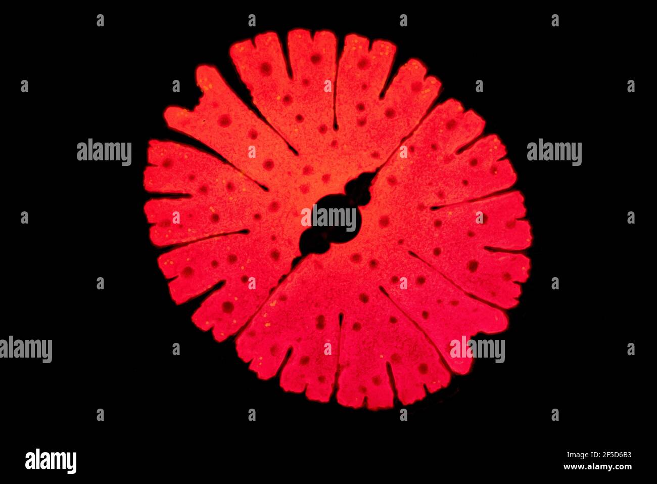 Grünalge (Micrasterias rotata), Phasenkontrast-MRT-Bild, Vergrößerung x100 bezogen auf 35 mm, Deutschland Stockfoto