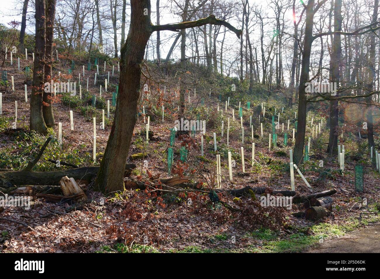 Neubepflanzung in einer Lichtung im Wald sollen selbstzersetzende Wachstumsröhren das Wachstum fördern, Deutschland Stockfoto