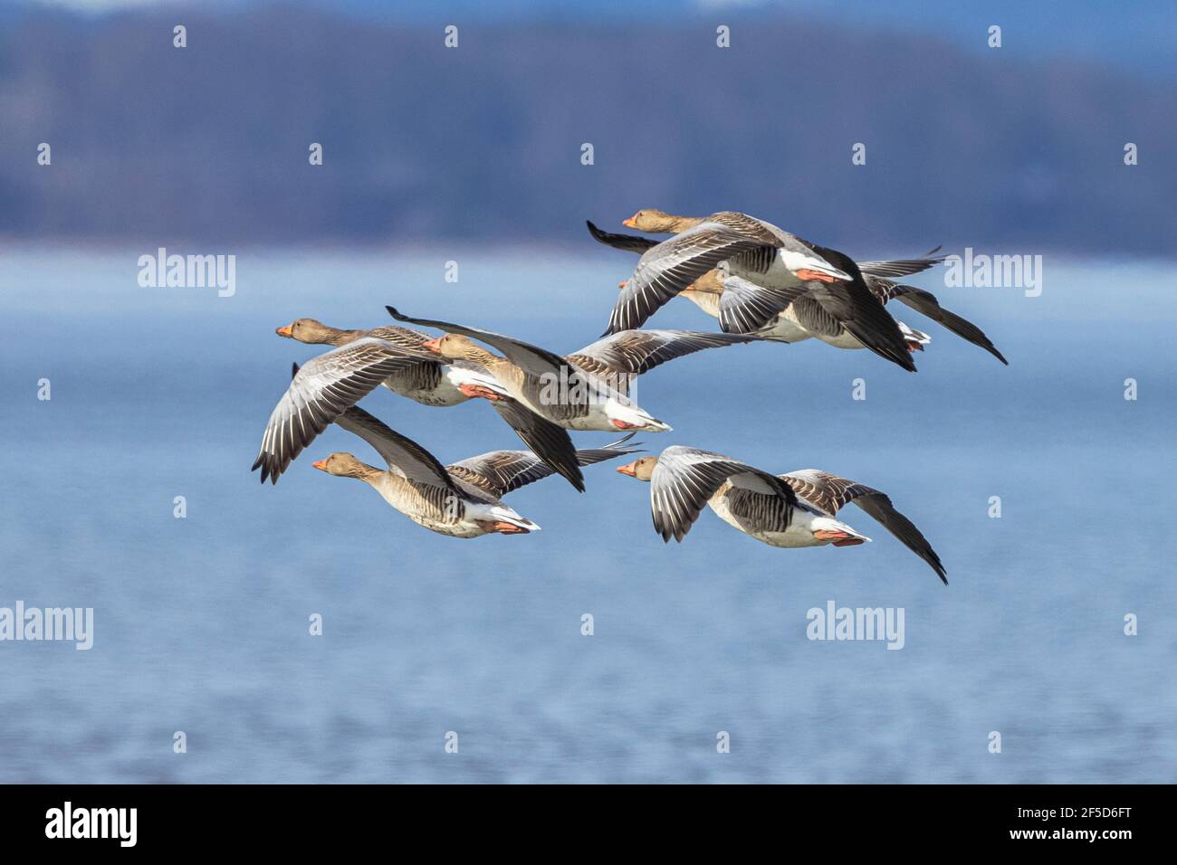 Graugans (Anser anser), Schwarm fliegt über einen See, Deutschland, Bayern, Chiemsee Stockfoto