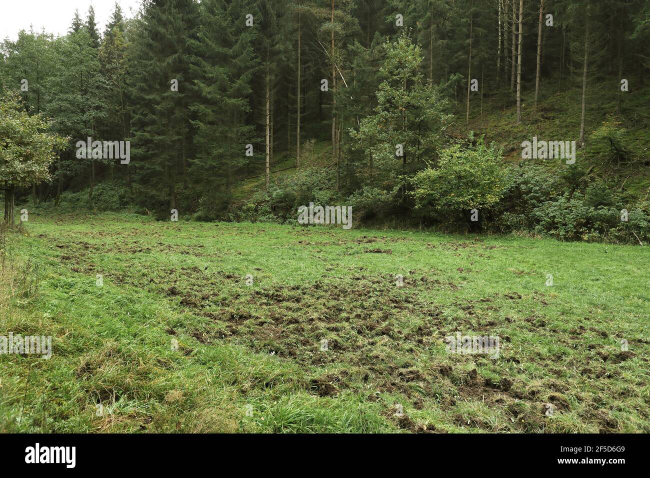 Wiese im Kirnitzschtal von Wildschweinen übergraben, Deutschland, Sachsen, Nationalpark Sächsische Schweiz Stockfoto