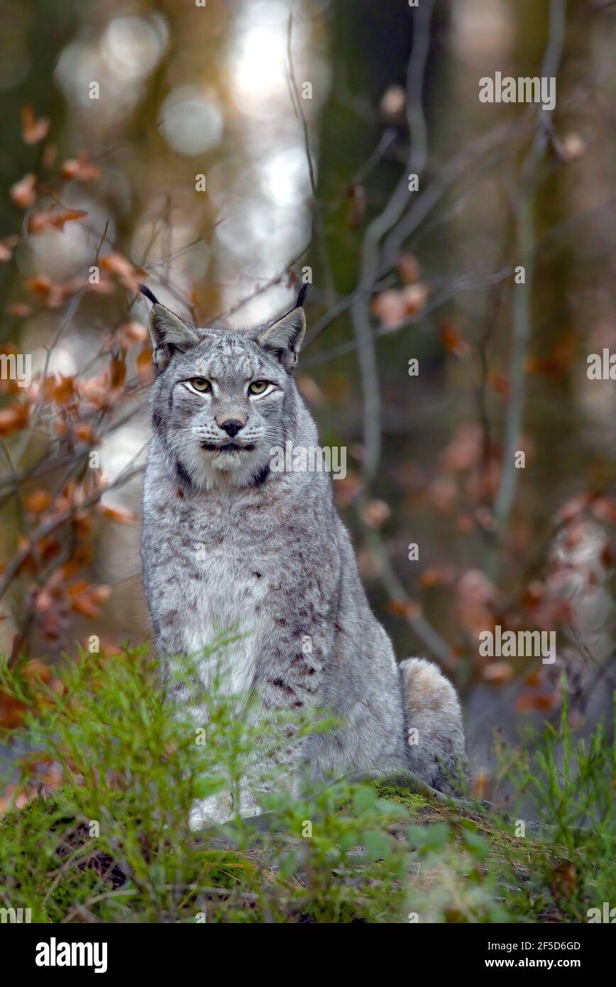 Eurasischer Luchs (Luchs Luchs), mit Winterfell, Deutschland Stockfoto