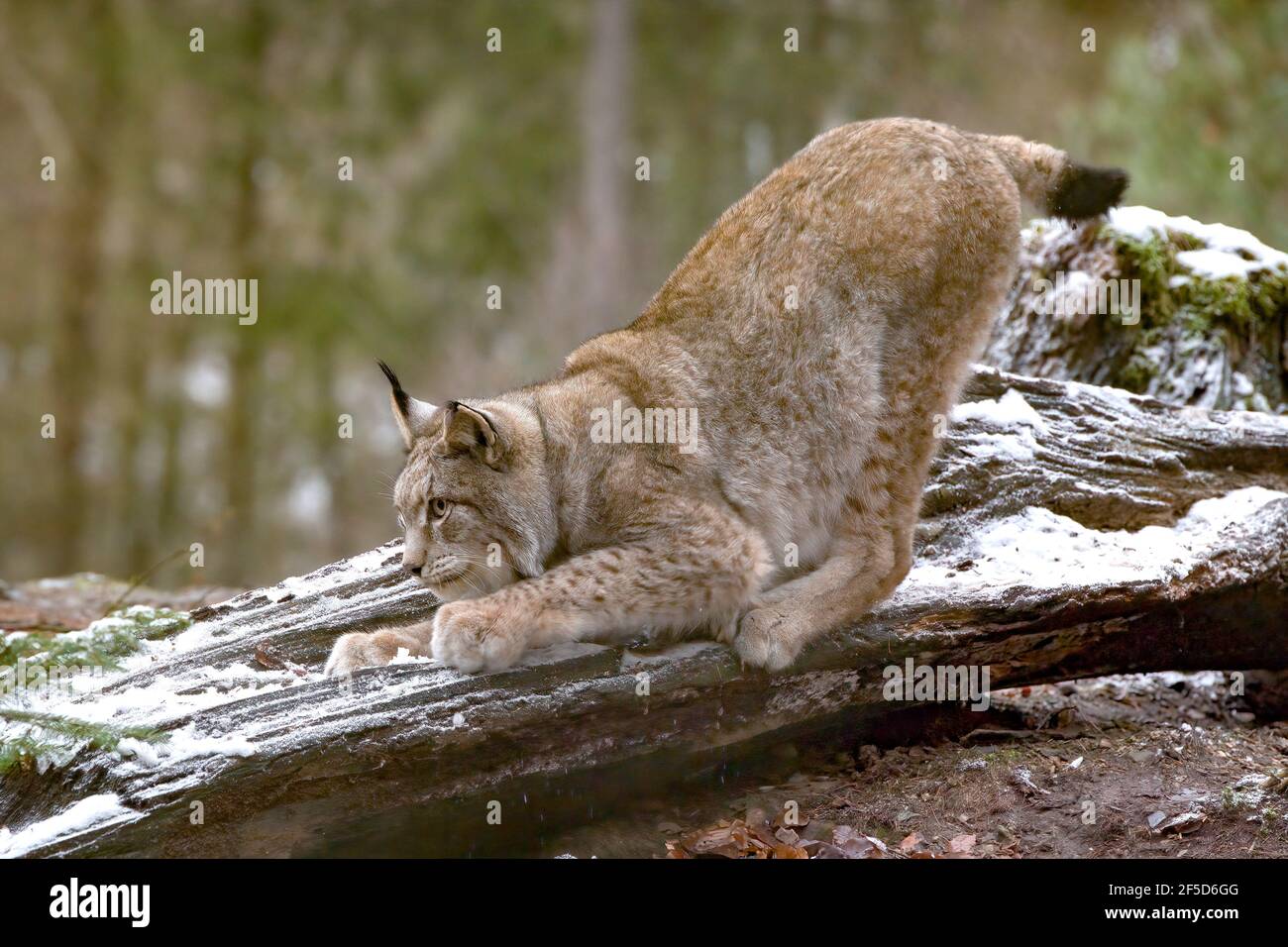 Eurasischer Luchs (Lynx Luchs), lauert auf einem umgestürzten Baumstamm, Deutschland Stockfoto