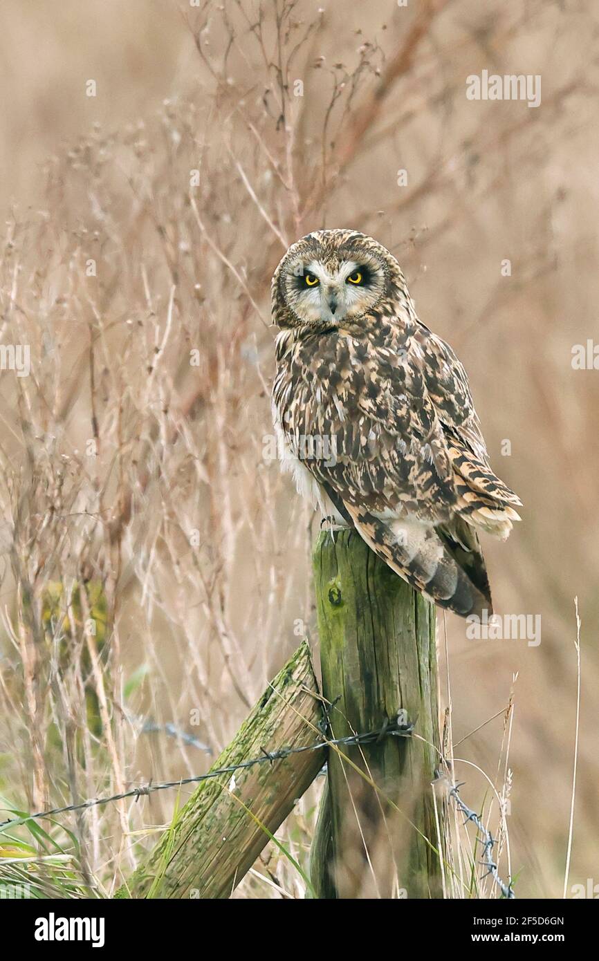 Kurzohreule (ASIO flammeus), auf einem Zaunpfosten thront, Niederlande, Frisia, Holwerd Buitendijks Stockfoto