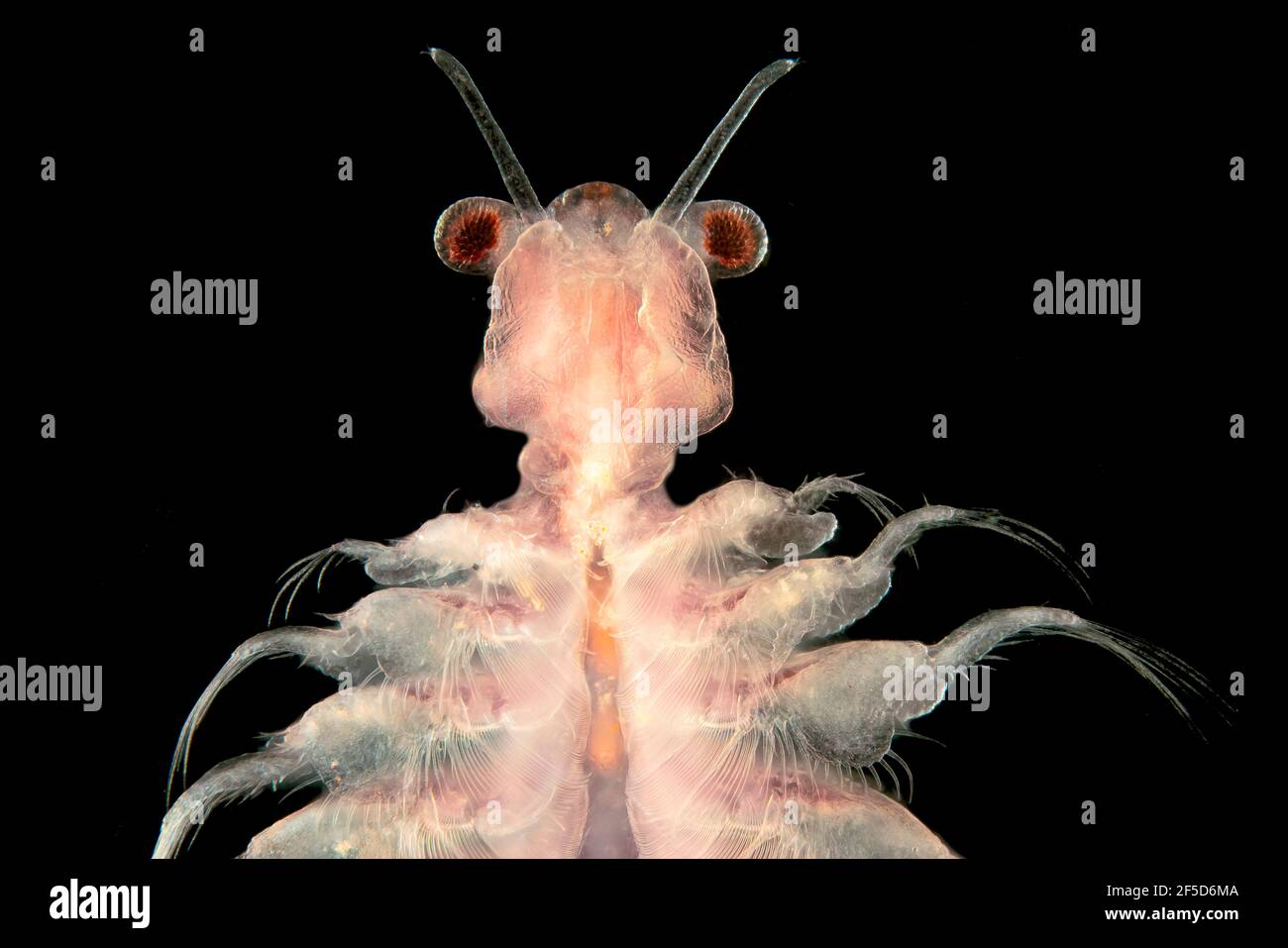 Solegarnelen (Artemia salina), Dunkelfeld mikroskopisches Bild, Vergrößerung x20 bezogen auf 35 mm Stockfoto