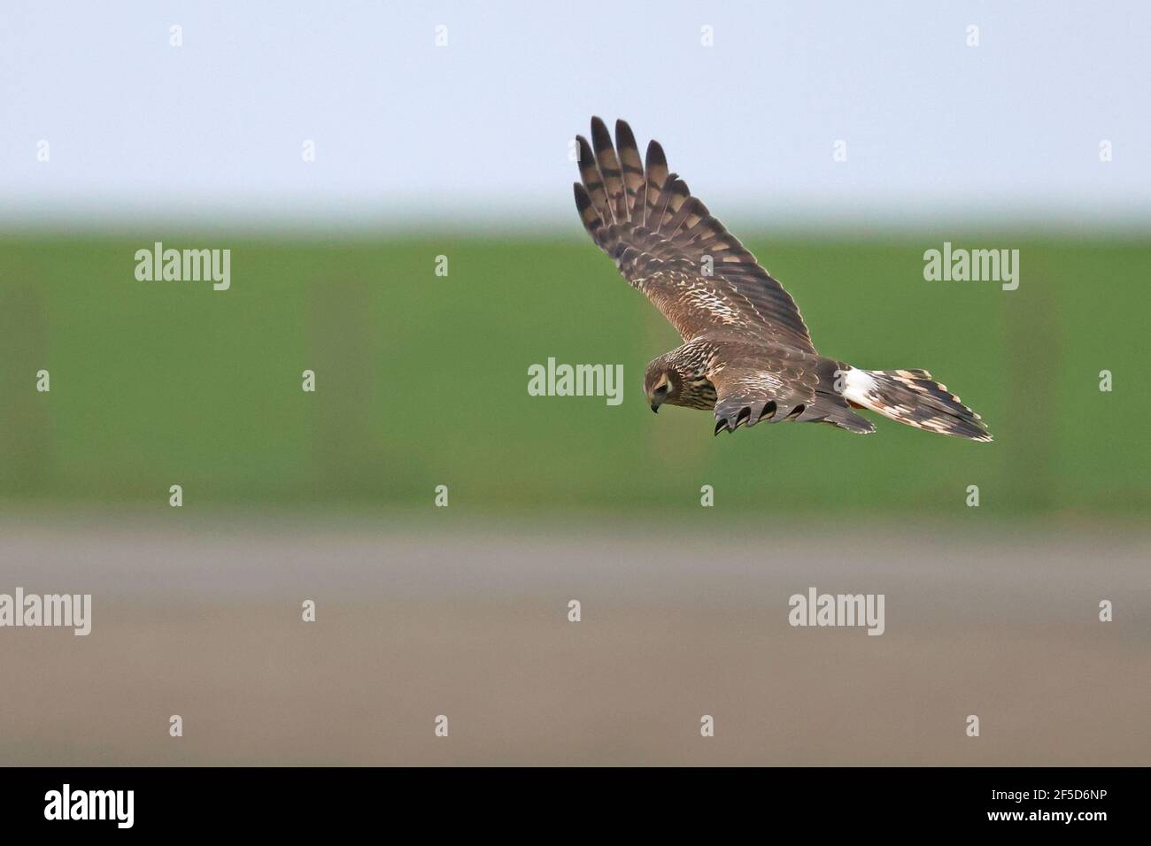 Hühnerweihe (Circus cyaneus), Weibchen auf der Flucht, Niederlande, Friesland Stockfoto