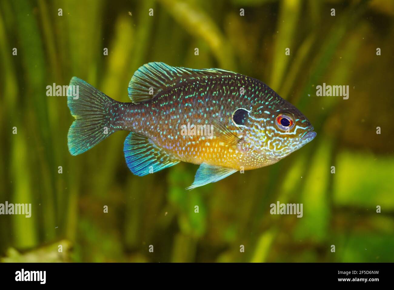 Dollar Sunfish Eastern (Lepomis marginatus), Männchen Stockfoto