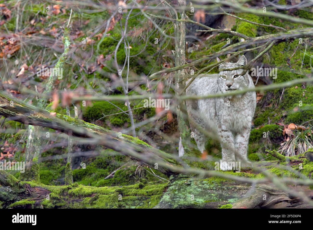 Eurasischer Luchs (Luchs Luchs), in seinem Territorium, Deutschland Stockfoto