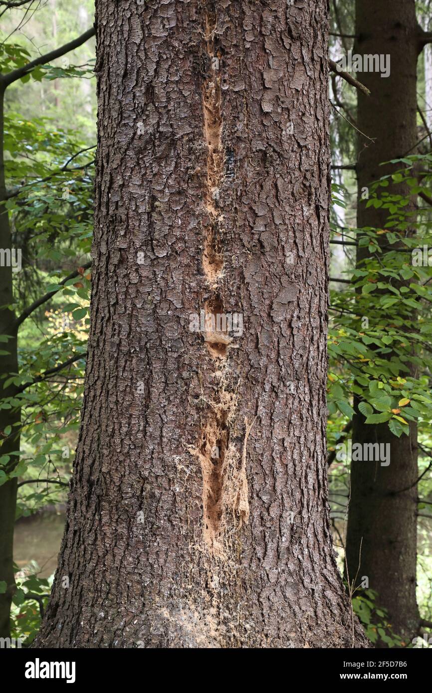 Schwarzspecht (Dryocopus martius), Spuren eines Schwarzspechtes auf einem Fichtenstamm, Deutschland, Sachsen, Nationalpark Sächsische Schweiz Stockfoto