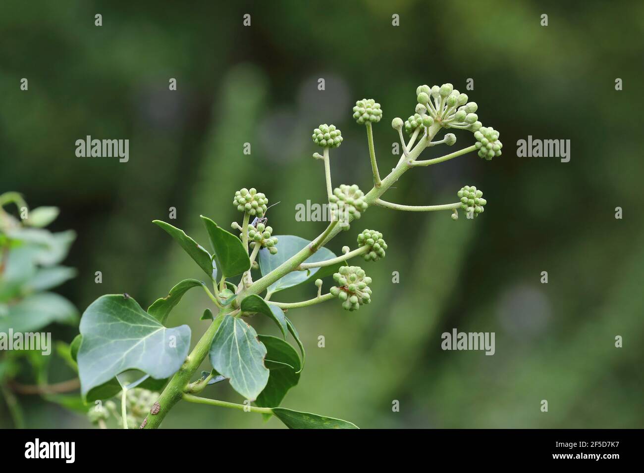 Englischer Efeu, Efeu (Hedera Helix), mit Blütenknospen, Niederlande Stockfoto