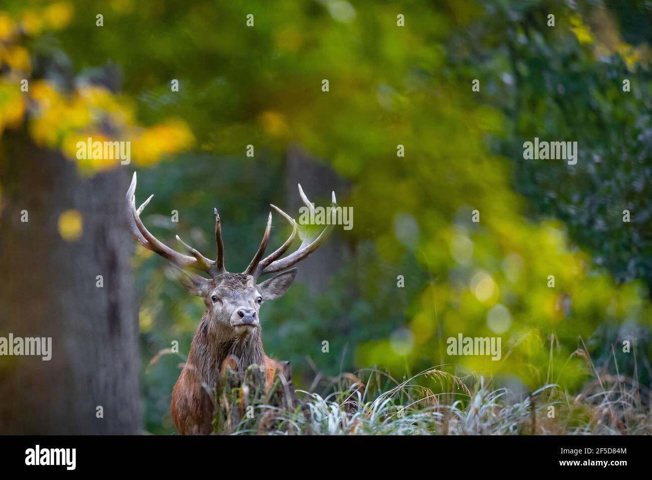 Rothirsch (Cervus elaphus), Portrait eines Hirsches im Herbstwald, Deutschland, Mecklenburg-Vorpommern Stockfoto