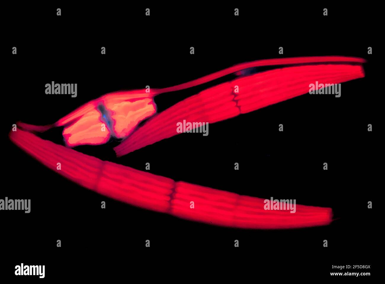 Closterium (Closterium spec.), fluoreszierendes Bild, blaue Anregung, Vergrößerung x100 bezogen auf 35mm Stockfoto