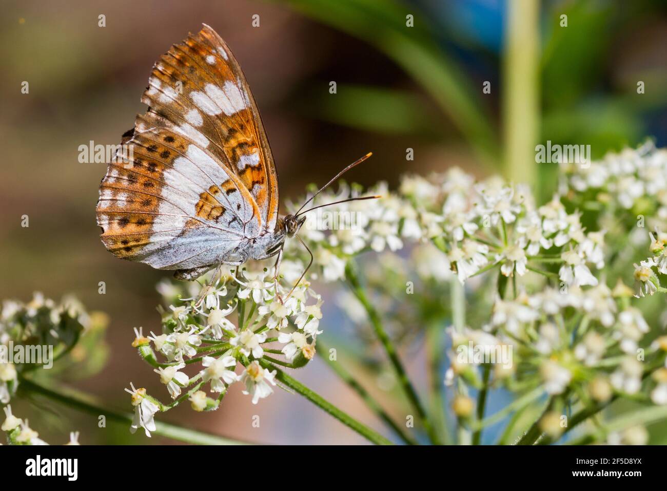 Eurasischer Weißer Admiral, Weißer Admiral (Ladoga camilla, Limenitis camilla), mit gefalteten Flügeln, Nahrungssuche auf Umbellifer, Deutschland Stockfoto