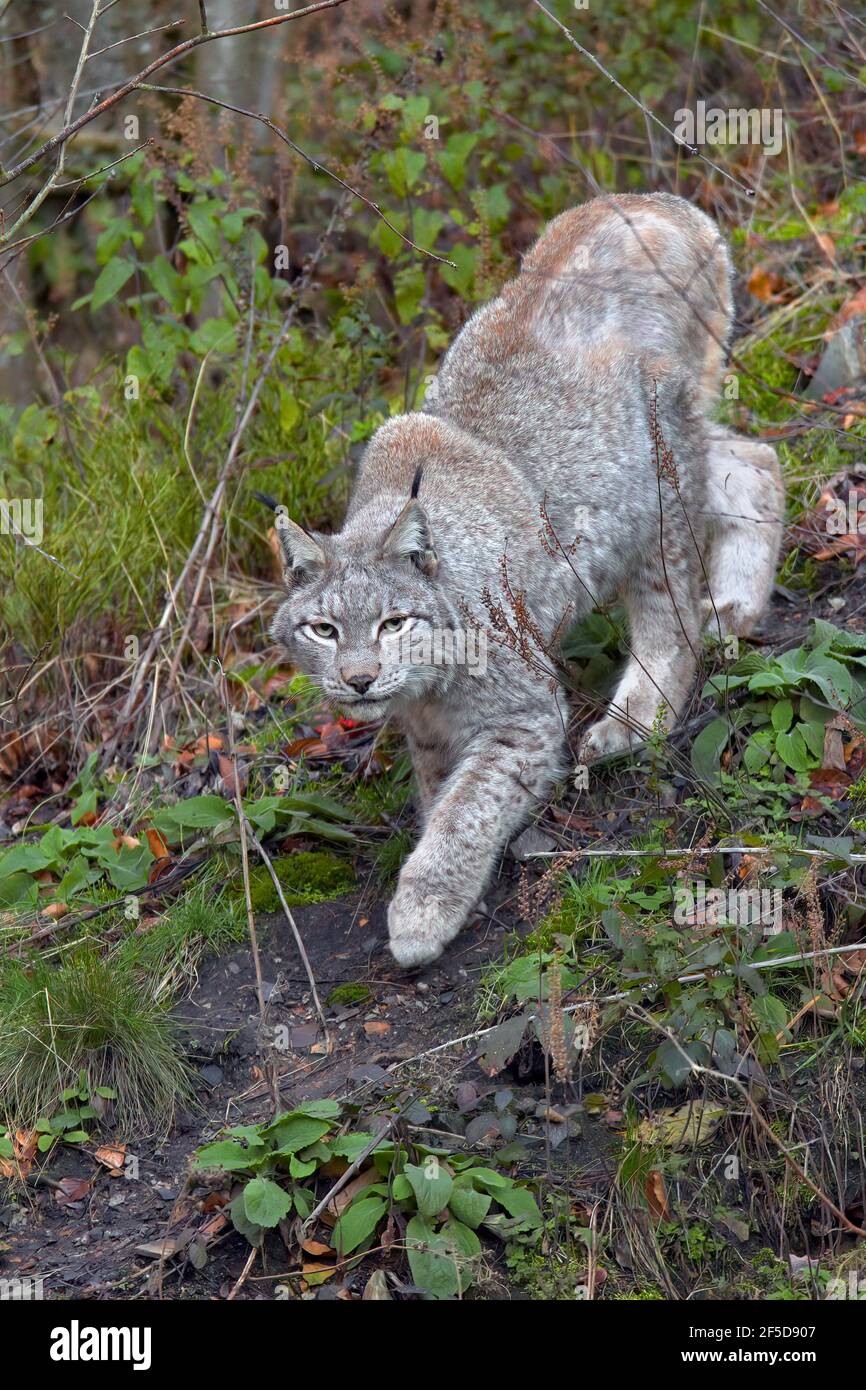 Eurasischer Luchs (Lynx Luchs), durchstreift sein Territorium, Deutschland Stockfoto