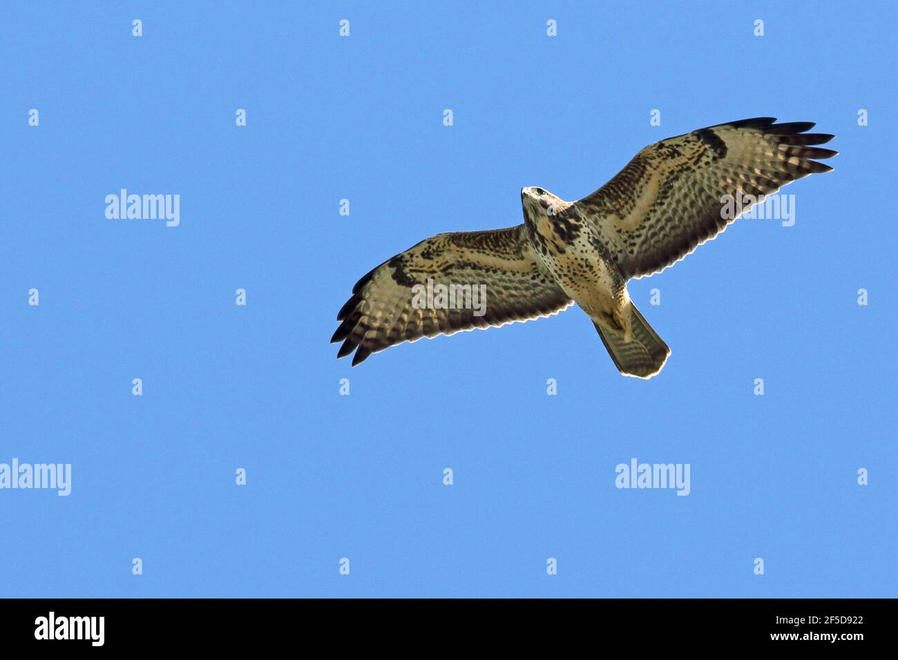 Bussard Eurasis (Buteo buteo), Soaring, Schweden, Falsterbo Stockfoto