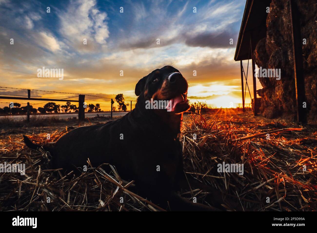 Lächelnder rottweiler Hund sitzt auf Heu mit der Zunge stecken Draußen bei einem goldenen Sonnenuntergang Stockfoto