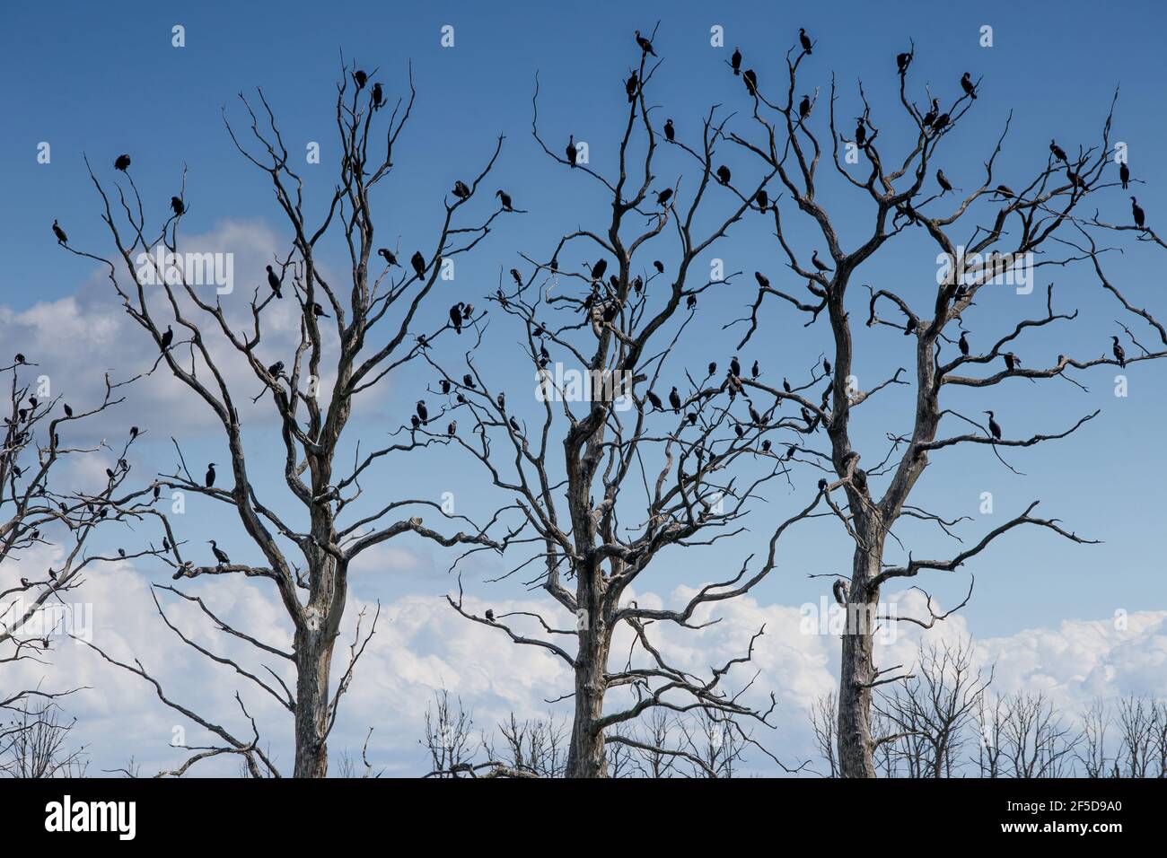 Kormoran (Phalacrocorax carbo), Kolonie auf drei Bäumen, Deutschland, Mecklenburg-Vorpommern Stockfoto