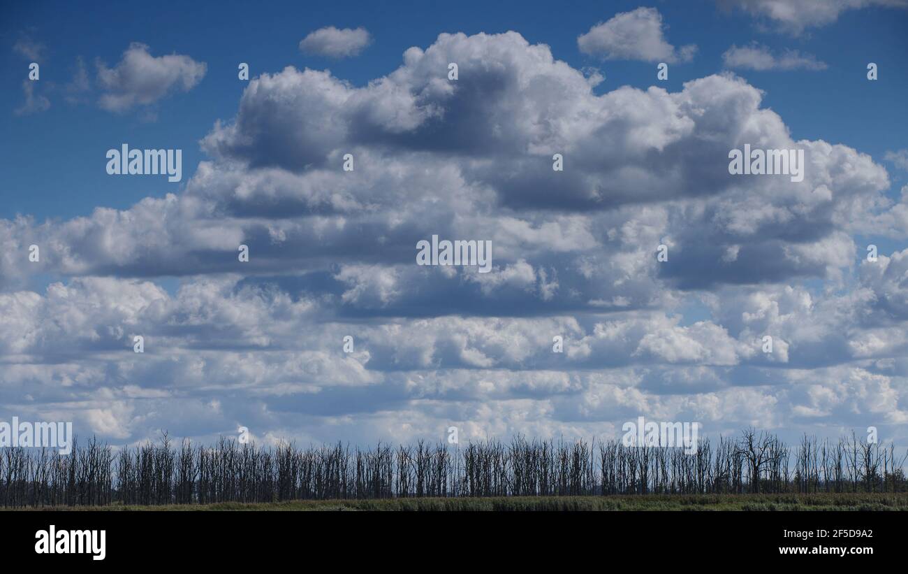 Wolkenbildung über einem Sumpfwald, Deutschland, Mecklenburg-Vorpommern, NSG Anklamer Stadtbruch Stockfoto