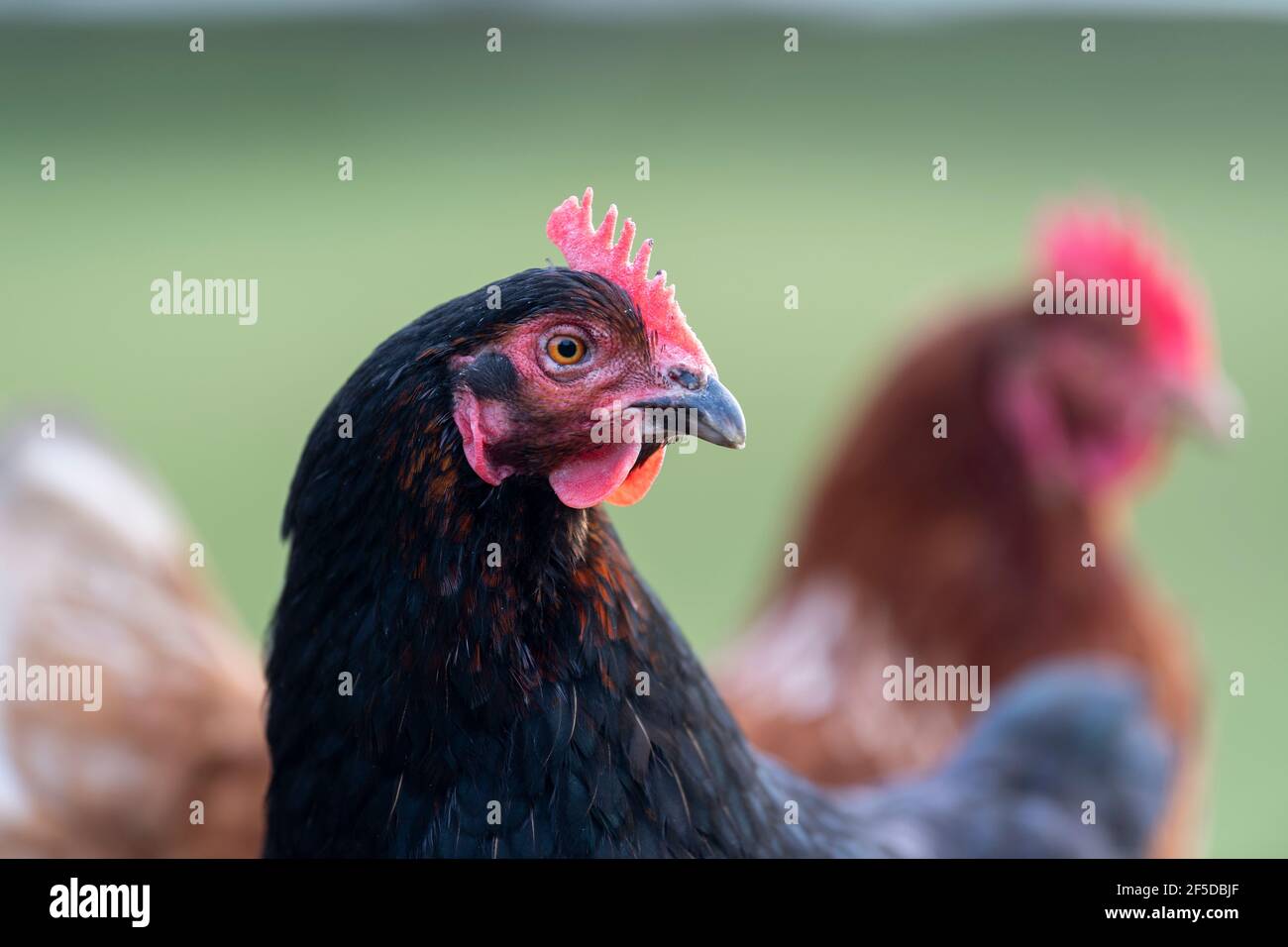 Nahaufnahme von Freiland-Hennen in einem kleinen Betrieb, North Yorkshire, Großbritannien. Stockfoto