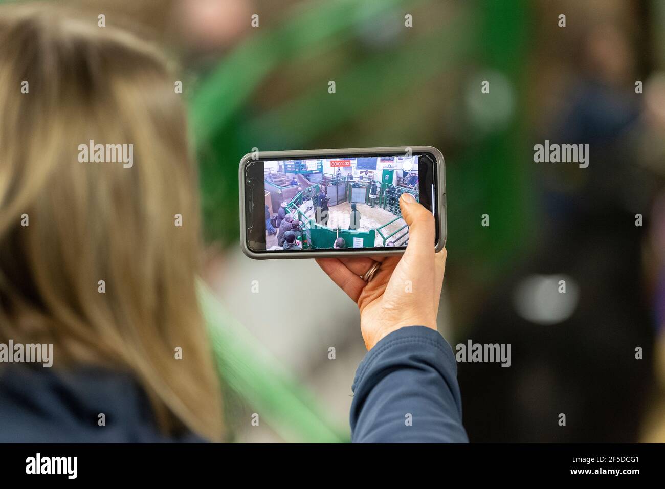 Livestreaming eines Viehverkaufs auf Handy, während der Covid-19 Pandemie. Cumbria, Großbritannien. Stockfoto