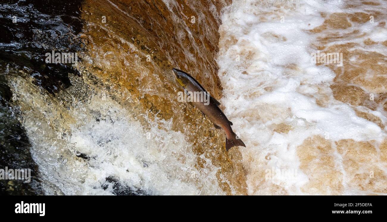 Wild Atlantic Salmon Springen Stainforth Foss auf dem River Ribble in den Yorkshire Dales, Großbritannien. Stockfoto