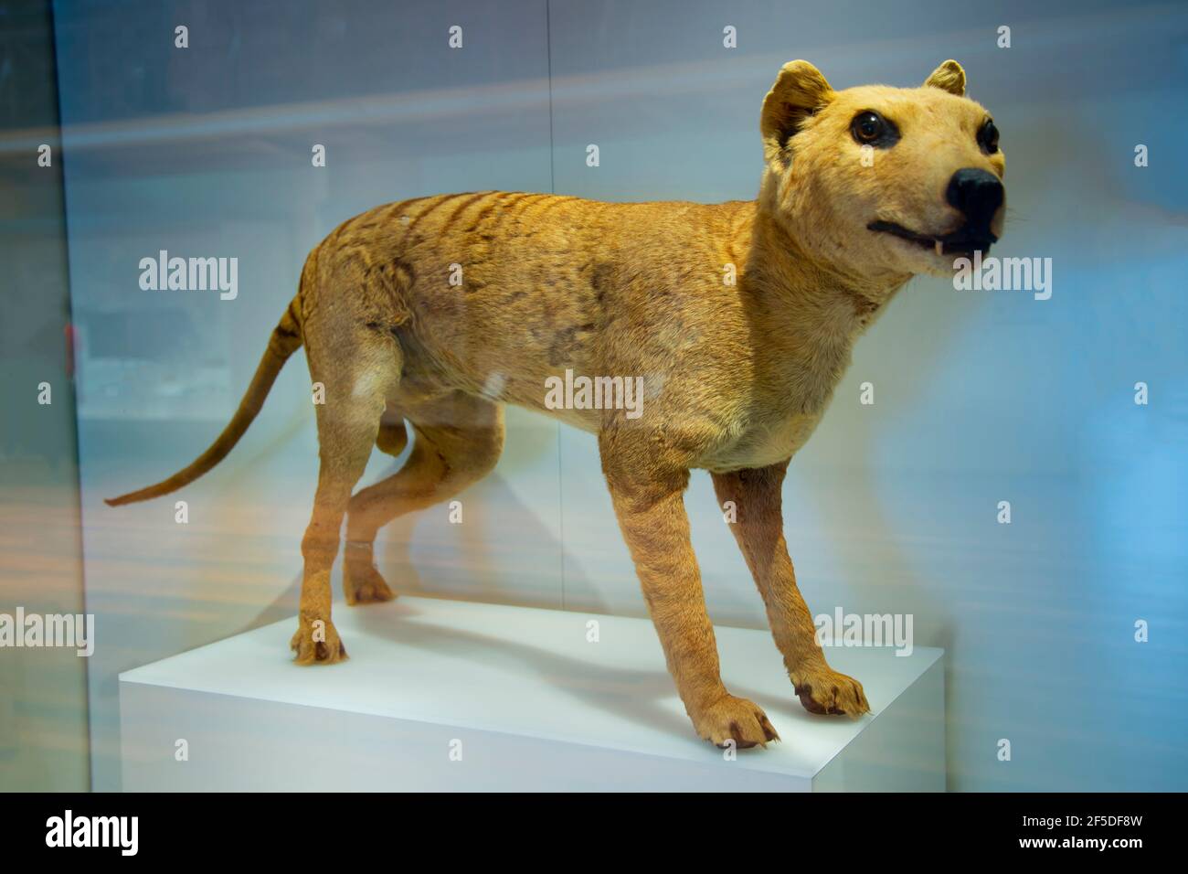 Thylacine (Tasmanischer Tiger) - Australien Stockfoto