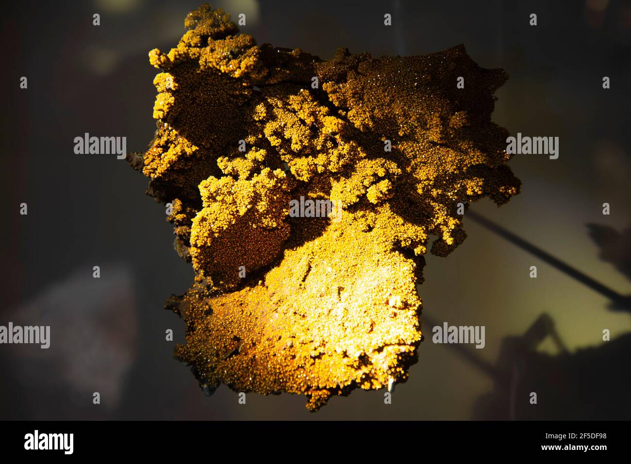 Wulfenit Mineral - Bleierz Stockfoto