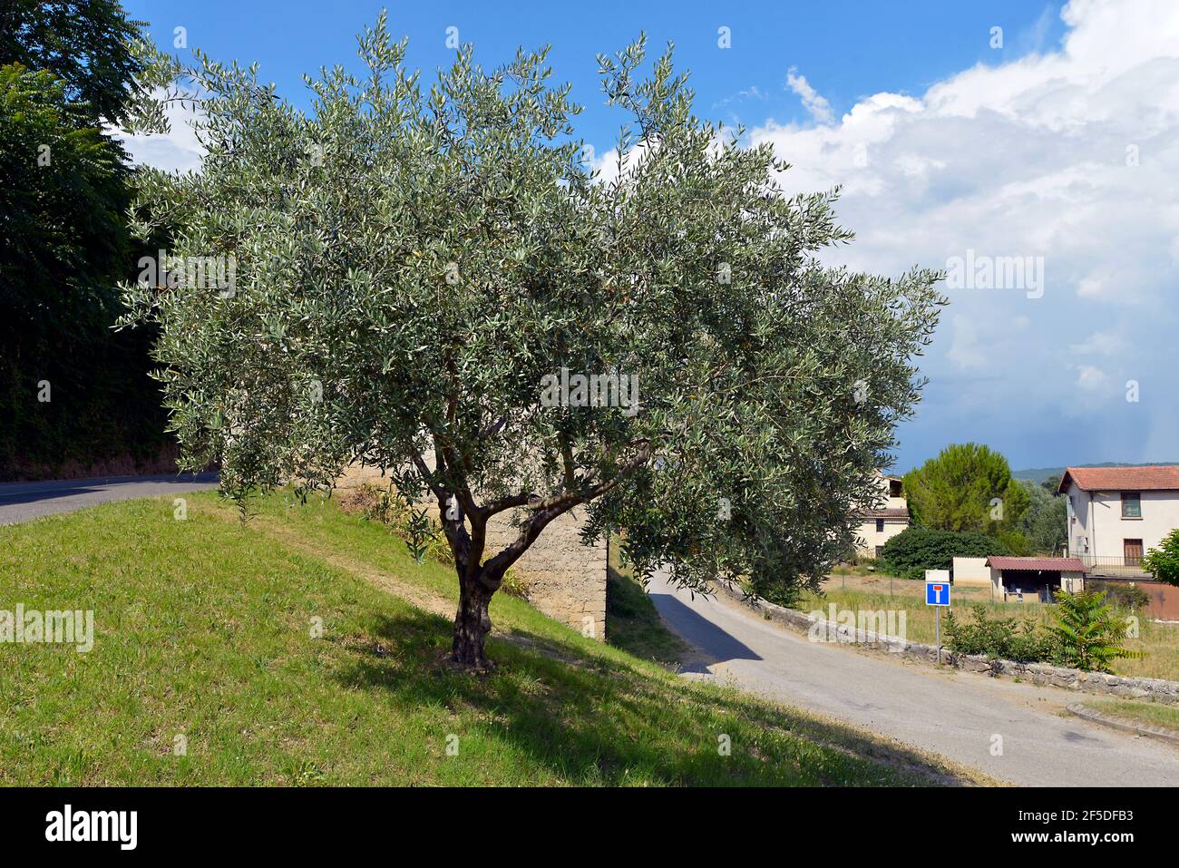 Olivenbaum im Dorf La Brillanne, einer Gemeinde im Departement Alpes-de-Haute-Provence im Südosten Frankreichs. Stockfoto