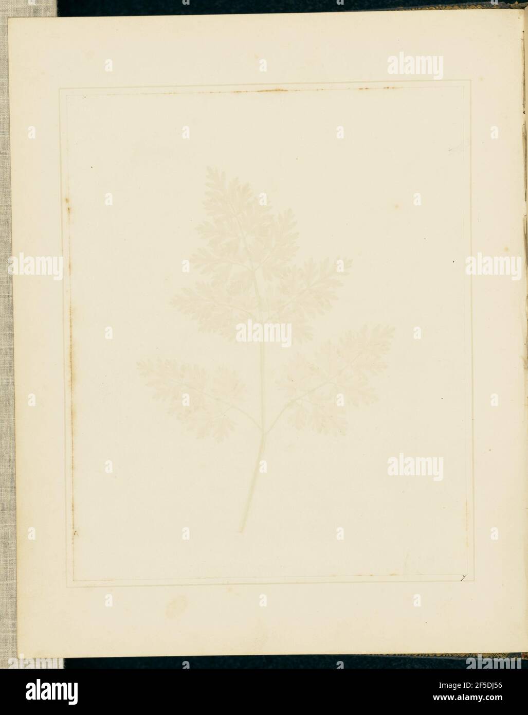 Blatt einer Pflanze. William Henry Fox Talbot (Englisch, 1800 - 1877) Stockfoto