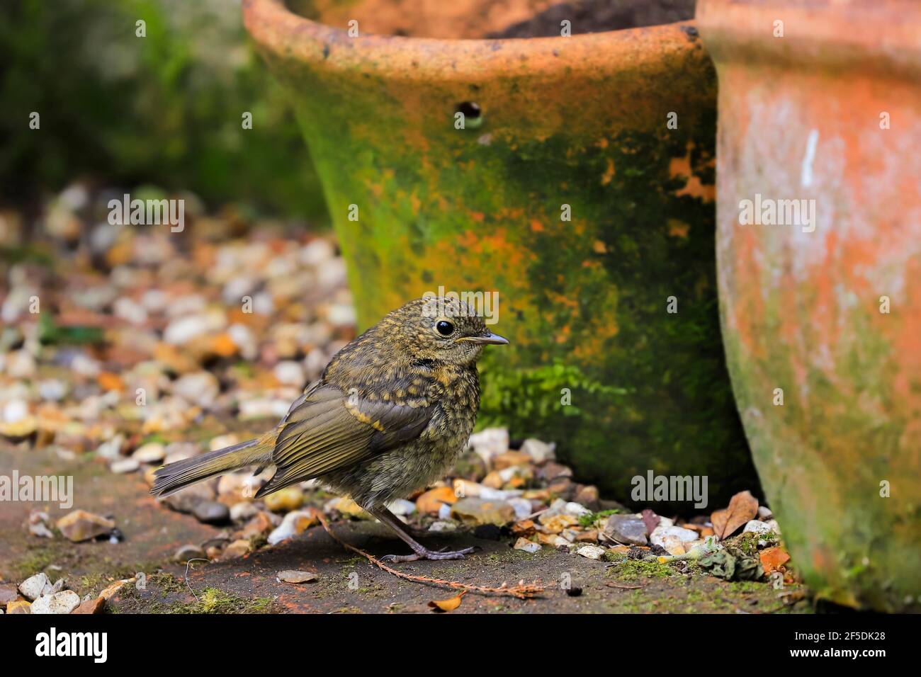 In einem Garten in Chilterns Hills thronend, in Henley-on-Thames, Oxfordshire, Großbritannien, befindet sich ein junger oder unreifer europäischer Rotkehlchen (Erithacus rubecula) Stockfoto