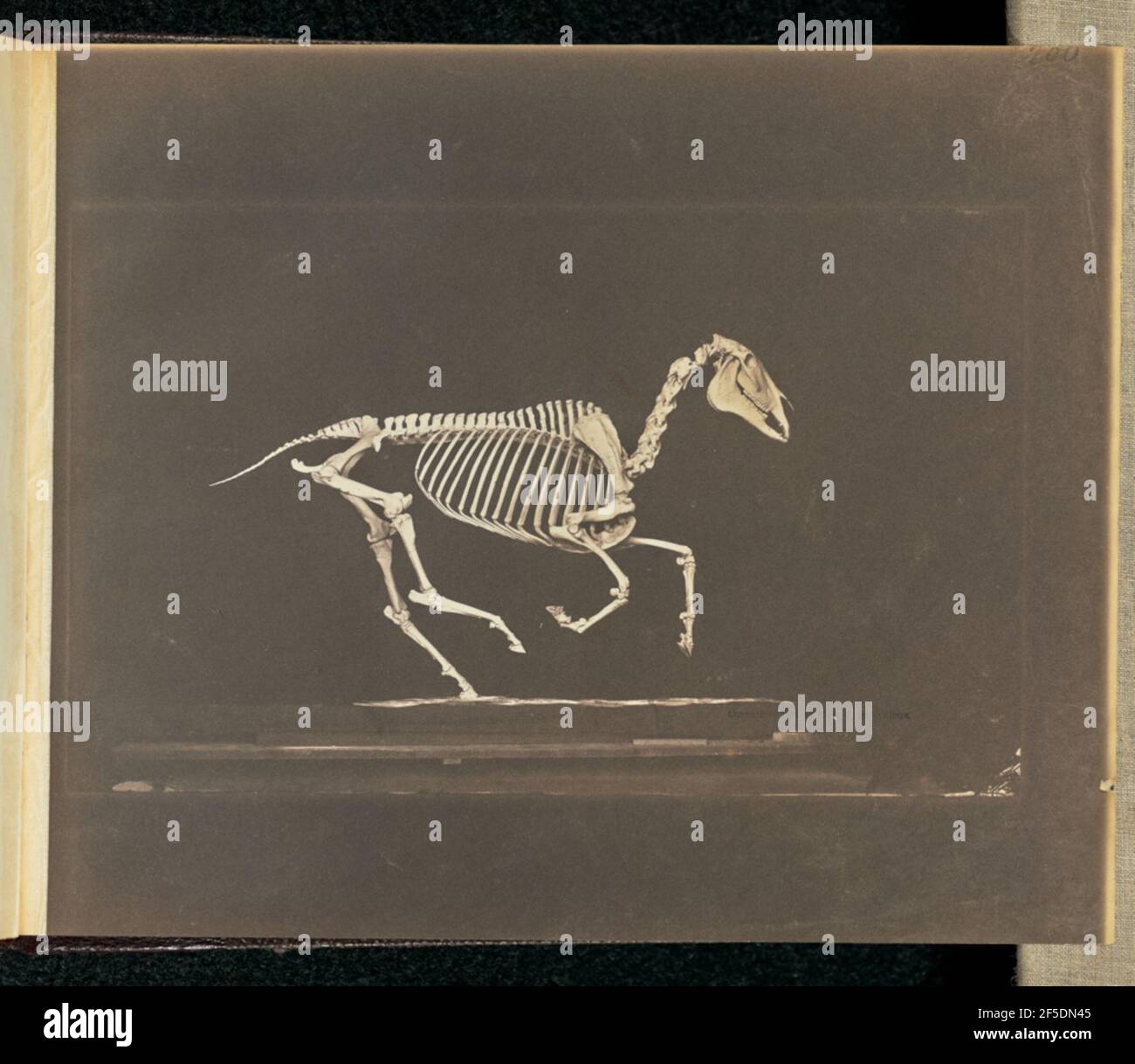 Läuft. Skelett des Pferdes, angeordnet, als ob es in Bewegung mit drei Beinen angehoben.. (Recto, Druck) oben rechts, in Bleistift: '200'; unten links, in Bleistift, In der Hand des Künstlers: 'Running'; (Verso, Druck) oben links, in Fettstift: '3'; oben links, in Bleistift: '168'; Stockfoto