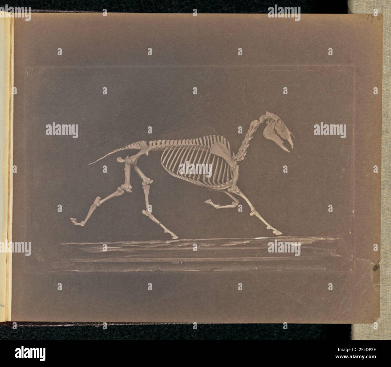 Trab. Skelett des Pferdes, angeordnet, als ob es in Bewegung mit zwei Beinen angehoben.. (Recto, Druck) oben rechts, in Bleistift: '196'; unten links, in Bleistift, In der Hand des Künstlers: 'Traben'; (Verso, Druck) oben links, im Fettstift: 'Möglicherweise ein Häkchen'; oben links, im Bleistift: '164'; Stockfoto