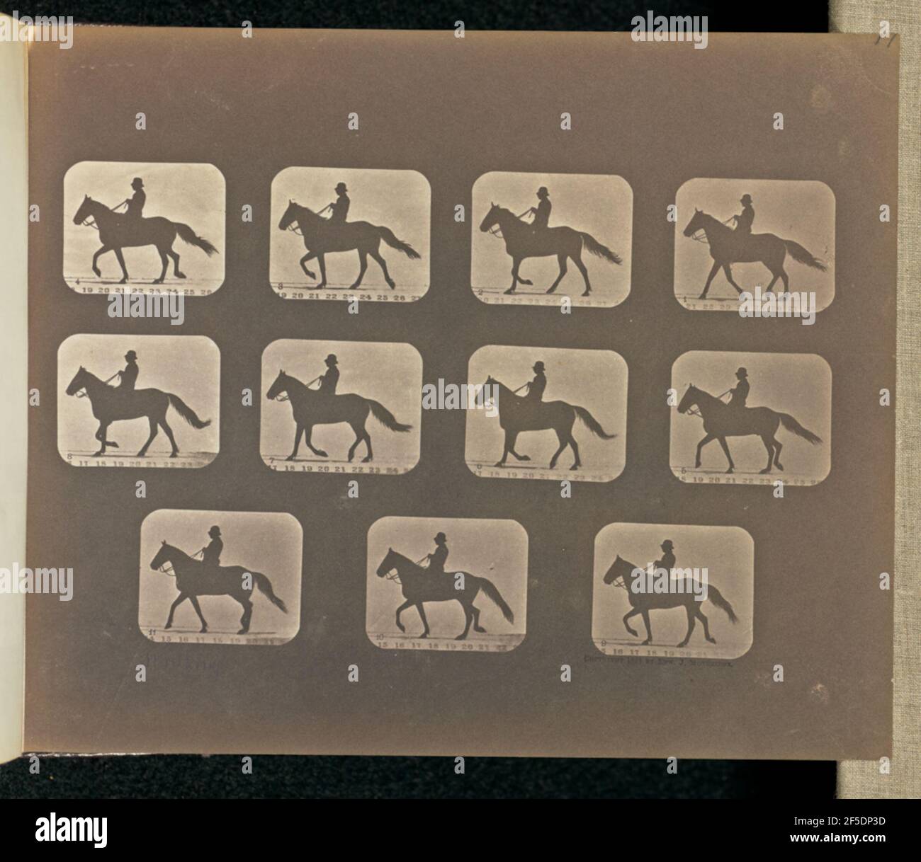Gehen. Elf Rahmen, die ein Pferd darstellen, das in den linken Bereich des Bildes mit einem Mann auf dem Rücken geht. Die Rahmen sind von eins bis elf nummeriert. (Recto, Druck) oben rechts, in Bleistift: '11 teilweise beschnitten'; unten links, in Bleistift, in der Hand des Künstlers: 'Walking'; (Verso, Druck) oben links, in Bleistift: '18'; Stockfoto
