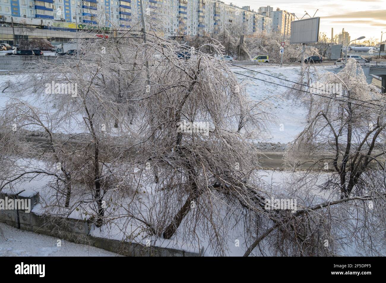 WLADIWOSTOK, RUSSLAND - 23. NOVEMBER 2020: Die Bäume sind nach eisigen Regenfällen mit einer Eiskruste bedeckt. Naturkatastrophe. Stockfoto