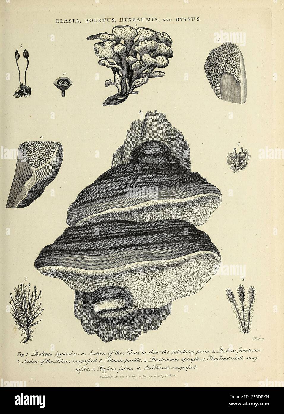 Blasia, Boletus [Pilz], Buxbaumia [Moos] und Byssus Kupferstich aus der Encyclopedia Londinensis oder, Universal Wörterbuch der Künste, Wissenschaften und Literatur; Band III; herausgegeben von Wilkes, John. Veröffentlicht 1810 in London Stockfoto