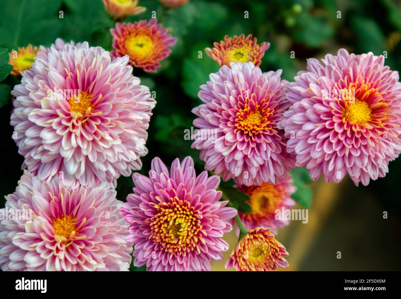 Schöne dahlien Blumen Stockfoto