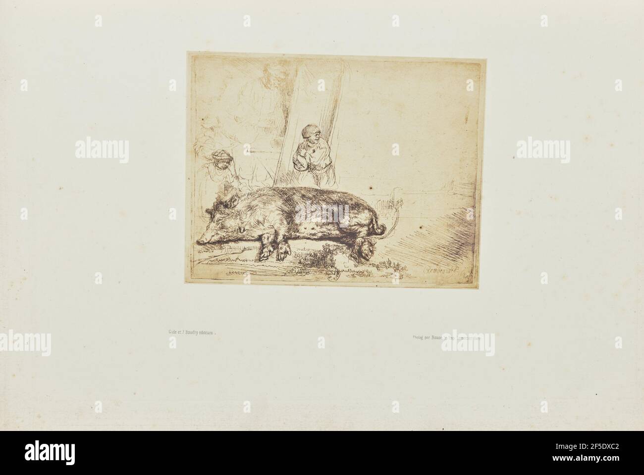 Das Schwein. Bisson Frères (Französisch, aktiv 1840 - 1864) Stockfoto